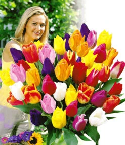 Snijtulpen Mix