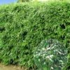 Winterharde Bamboeheg 2 Winterharde Bamboeheg -Planten Verkoopwinkel 8901050826782