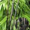 Zwarte Bamboe 'Black Pearl' -Planten Verkoopwinkel 8901051842590