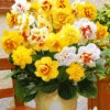 Prachtige Gevulde Narcissen Mix -Planten Verkoopwinkel 8901058297886