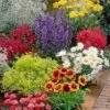 Bonte Collectie Vaste Planten -Planten Verkoopwinkel 8901066981406