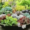 Winterharde Sedum Mix 1 Winterharde Sedum Mix -Planten Verkoopwinkel 8901070815262