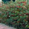 Hulst Haag 'Heckenfee®' -Planten Verkoopwinkel 8901081825310