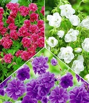 Collectie Winterharde Geraniums