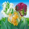 Papegaai Tulpen Collectie -Planten Verkoopwinkel 8901091393566