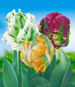 Papegaai Tulpen Collectie