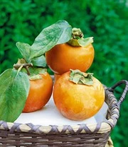 Winterharde Kaki (sharonfruit)