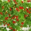 Hangaardbei 'Hummi® ' -Planten Verkoopwinkel 8901119082526
