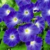 Klimmende Winde 'Blue Hardy' -Planten Verkoopwinkel 8901123473438