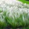 Vedergras (Stipa) -Planten Verkoopwinkel 8901150867486