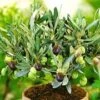 Olijfboom -Planten Verkoopwinkel 8901164892190