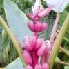 Roze Dwergbanaan 1 Roze Dwergbanaan -Planten Verkoopwinkel 8901187403806