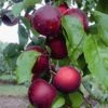 'Cherrykose®' 2 'Cherrykose®' -Planten Verkoopwinkel 8901191598110