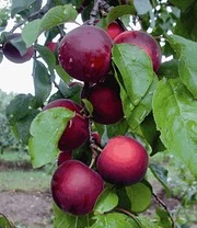 Planten Verkoopwinkel 18 'Cherrykose®'