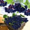 Zwarte Appelbes 'Aronia Viking' -Planten Verkoopwinkel 8901205590046