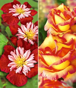 Set Clematis 'Avant Garde TM' & Klimroos 'Parure D'or®'