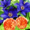 Set Clematis 'The President' & Klimroos 'Papi Delbard®' -Planten Verkoopwinkel 8901292785694