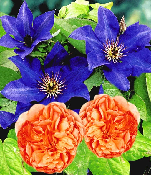 Set Clematis 'The President' & Klimroos 'Papi Delbard®' 3 Set Clematis 'The President' & Klimroos 'Papi Delbard®'
