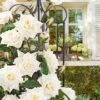Klimroos 'Blanche Colombe®' 2 Klimroos 'Blanche Colombe®' -Planten Verkoopwinkel 8901301174302