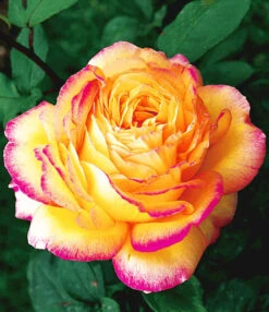 Collectie 'Parfumrozen' -Planten Verkoopwinkel 8901302714398