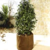 Potplantenbescherming 'Thermo Plus' 45 Cm -Planten Verkoopwinkel 8901322833950