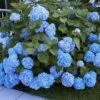 Boerenhortensia 'Générale Vicomtesse De Vibraye®' -Planten Verkoopwinkel 8901409374238