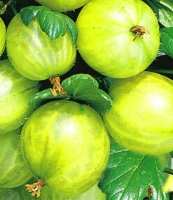 Kruisbesstammetje 'Gele Invicta®'