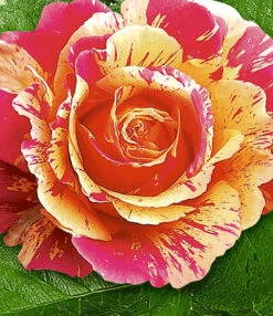 Rozenstam 'Claude Monet®' 5 Rozenstam 'Claude Monet®' -Planten Verkoopwinkel 8901545328670