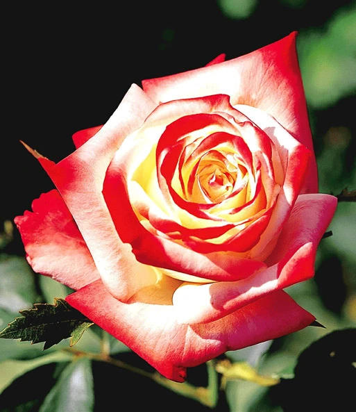 Rozenstam 'Impératrice Farah®' 4 Rozenstam 'Impératrice Farah®' - Afbeelding 2