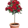Rozenstam 'Le Rouge Et Le Noir®' 1 Rozenstam 'Le Rouge Et Le Noir®' -Planten Verkoopwinkel 8901545721886