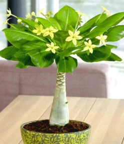 Kamerplanten Collectie -Planten Verkoopwinkel 8901572362270