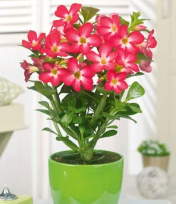 Kamerplanten Collectie -Planten Verkoopwinkel 8901572591646