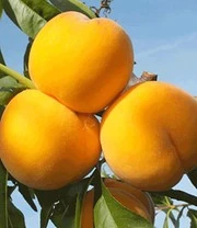 Perzik-Abrikoos 'Honeymoon' 3 Perzik-Abrikoos 'Honeymoon'