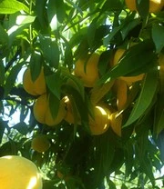 Perzik-Abrikoos 'Honeymoon' 5 Perzik-Abrikoos 'Honeymoon' - Afbeelding 3