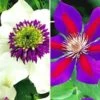 Clematis Rariteiten Collectie Voor Een Voordeelprijs -Planten Verkoopwinkel 8901660704798