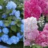 Hortensia Collectie Voor Een Voordeelprijs -Planten Verkoopwinkel 8901666111518