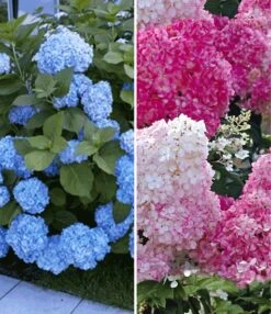 Hortensia Collectie Voor Een Voordeelprijs