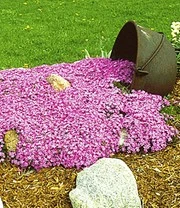 Bodembedekker Collectie 'roze En Blauw' 5 Bodembedekker Collectie 'roze En Blauw' - Afbeelding 3