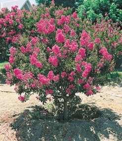 Bloeiende Struiken Collectie -Planten Verkoopwinkel 8902124732446