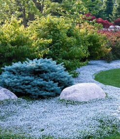 Bodembedekker Collectie Rood En Blauw -Planten Verkoopwinkel 8902127157278