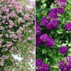 Collectie: Ramblerrozen 'blauw En Roze' -Planten Verkoopwinkel 8902128828446