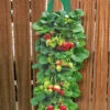 Twee Aardbeien Plantbuidels & 9 Hangaardbeien -Planten Verkoopwinkel 8902136856606