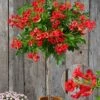 Campsis Stammetje 'Fire Trumpet Vine®',1 Plant 2 Campsis Stammetje 'Fire Trumpet Vine®',1 Plant -Planten Verkoopwinkel 8902173425694