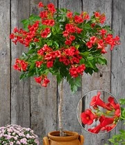 Campsis Stammetje 'Fire Trumpet Vine®',1 Plant 3 Campsis Stammetje 'Fire Trumpet Vine®',1 Plant