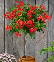 Campsis Stammetje 'Fire Trumpet Vine®',1 Plant 4 Campsis Stammetje 'Fire Trumpet Vine®',1 Plant - Afbeelding 2