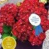 Tuinhortensia 'Ruby Tuesday®' 1 Tuinhortensia 'Ruby Tuesday®' -Planten Verkoopwinkel 8902219563038