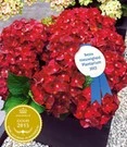 Tuinhortensia 'Ruby Tuesday®' 3 Tuinhortensia 'Ruby Tuesday®'