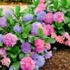 Hortensia 'L.A. Dreamin®' -Planten Verkoopwinkel 8902294470686