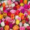 90 Tulpenbollen 'Festival Mix' -Planten Verkoopwinkel 8902297321502
