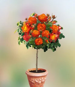 Rozenstam 'France Libre®'